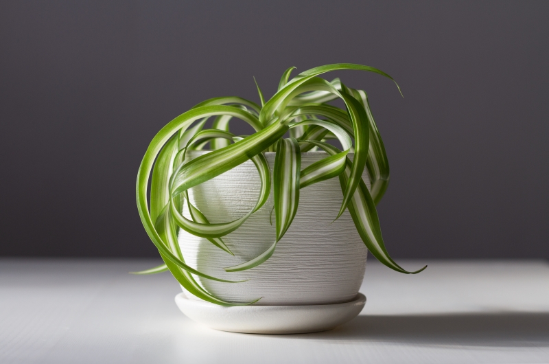 spider plant spider plant