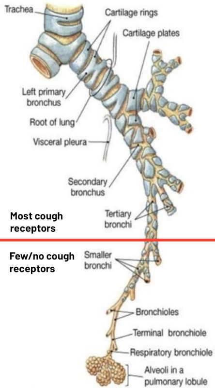 Cough reflex receptors