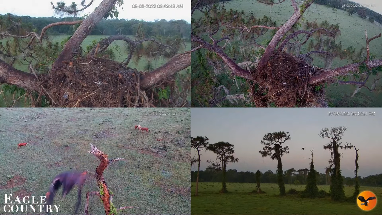 Eagle Country LIVE Bald Eagle Multi-View Cam 13-10-9 screenshot (2)