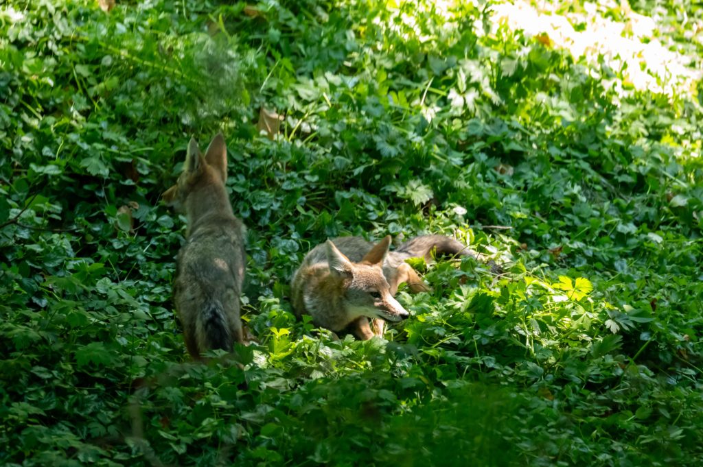 Ahead Efforts to Shield Biodiversity