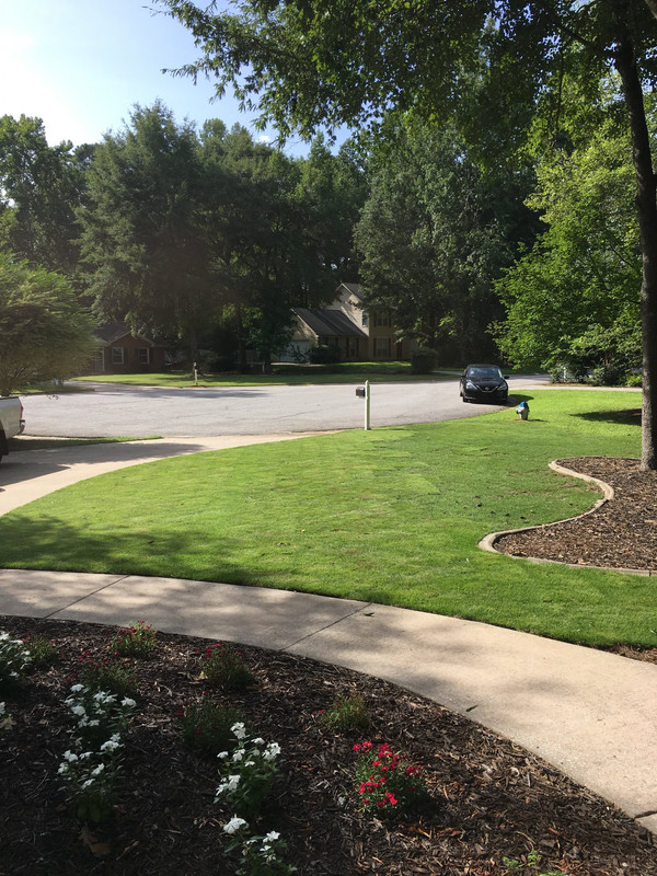 New Zoysia Sod Fertilize HOC Questions Lawn Care Forum