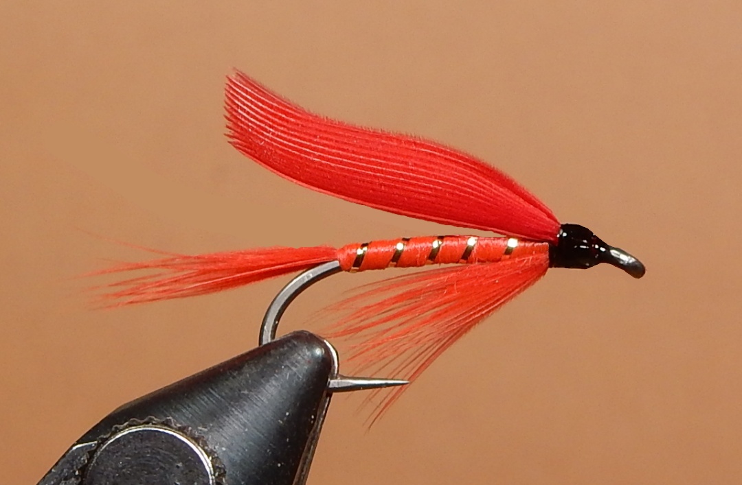 Ibis-1080.jpg
