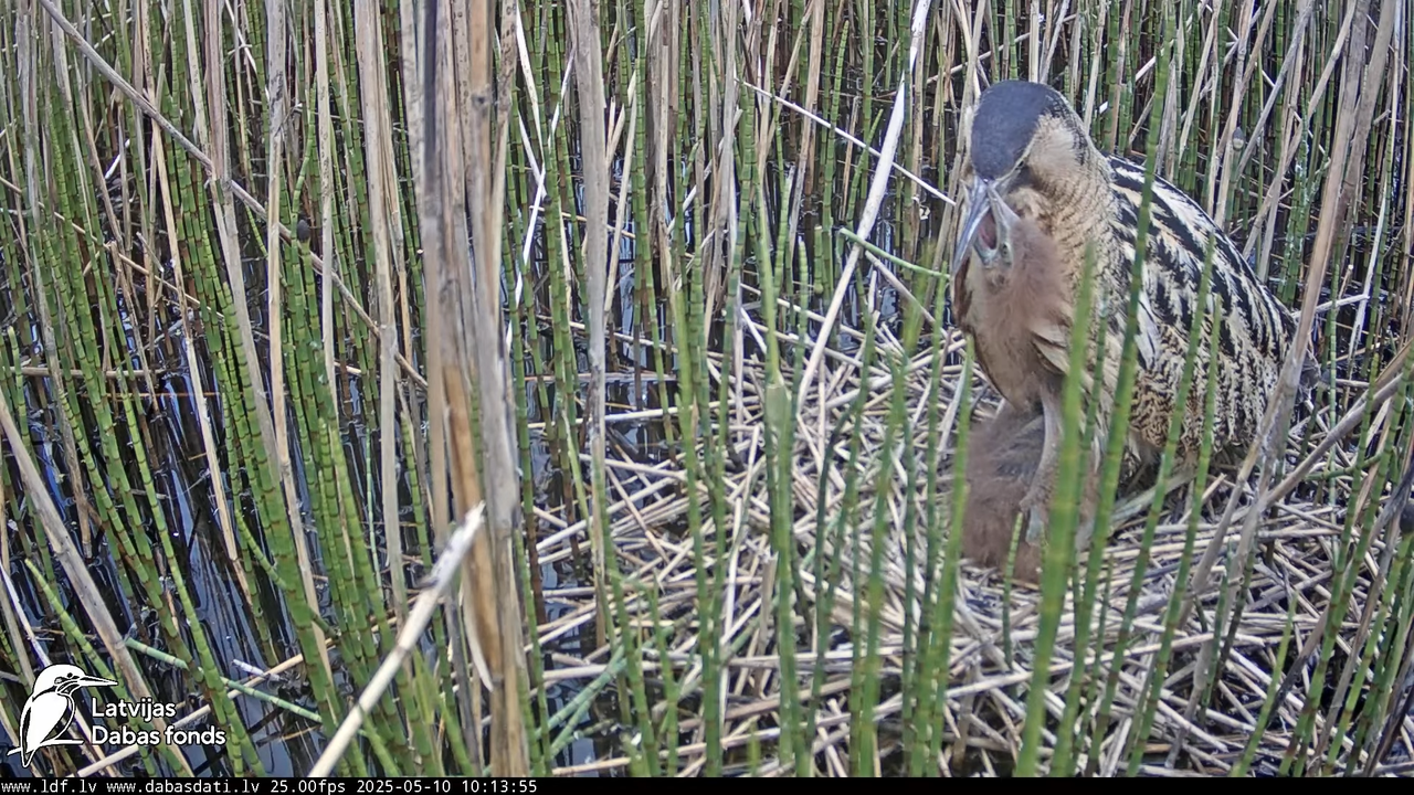 LDF Lielais dumpis (Botaurus stellaris) Zemītes pagastā 10-56-10 screenshot