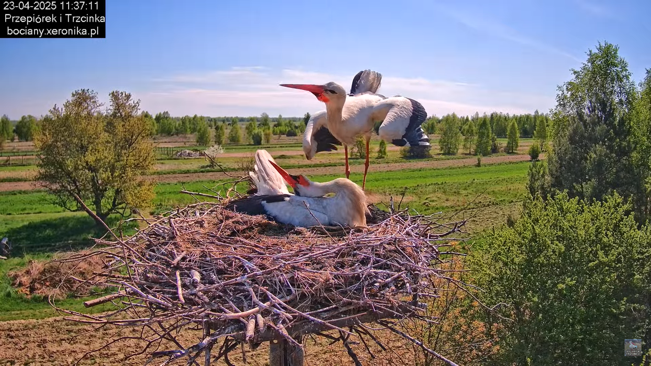 23042025bociany8