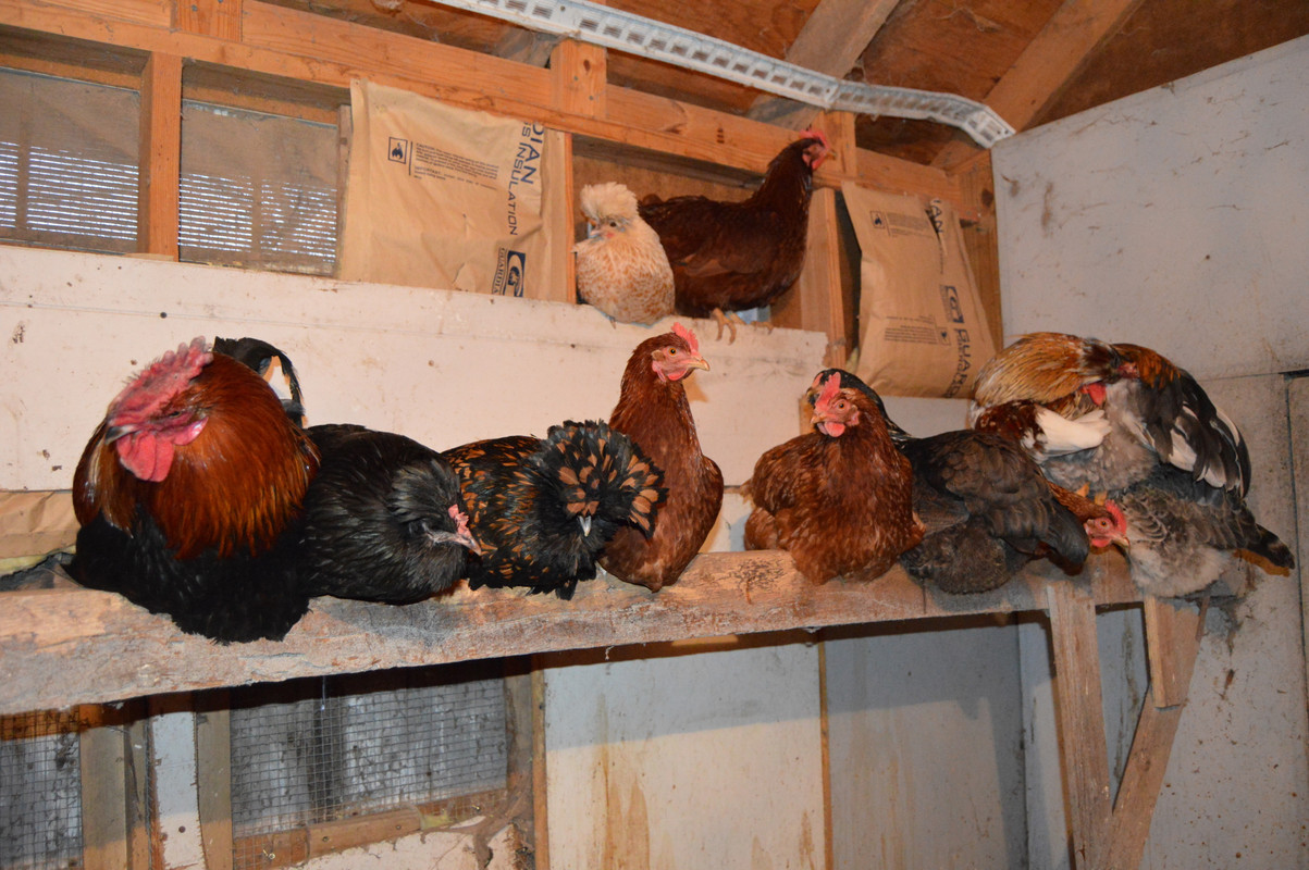 2015-3-6 Chickens (4)