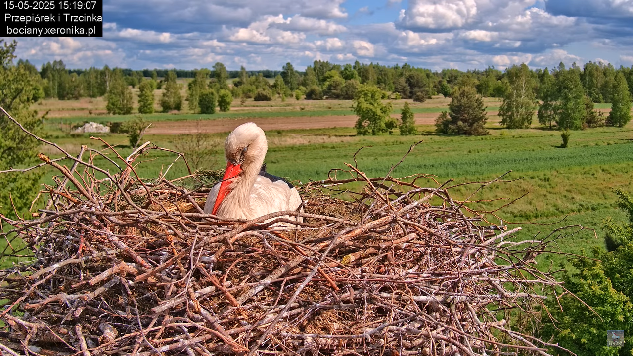 15052025bociany22