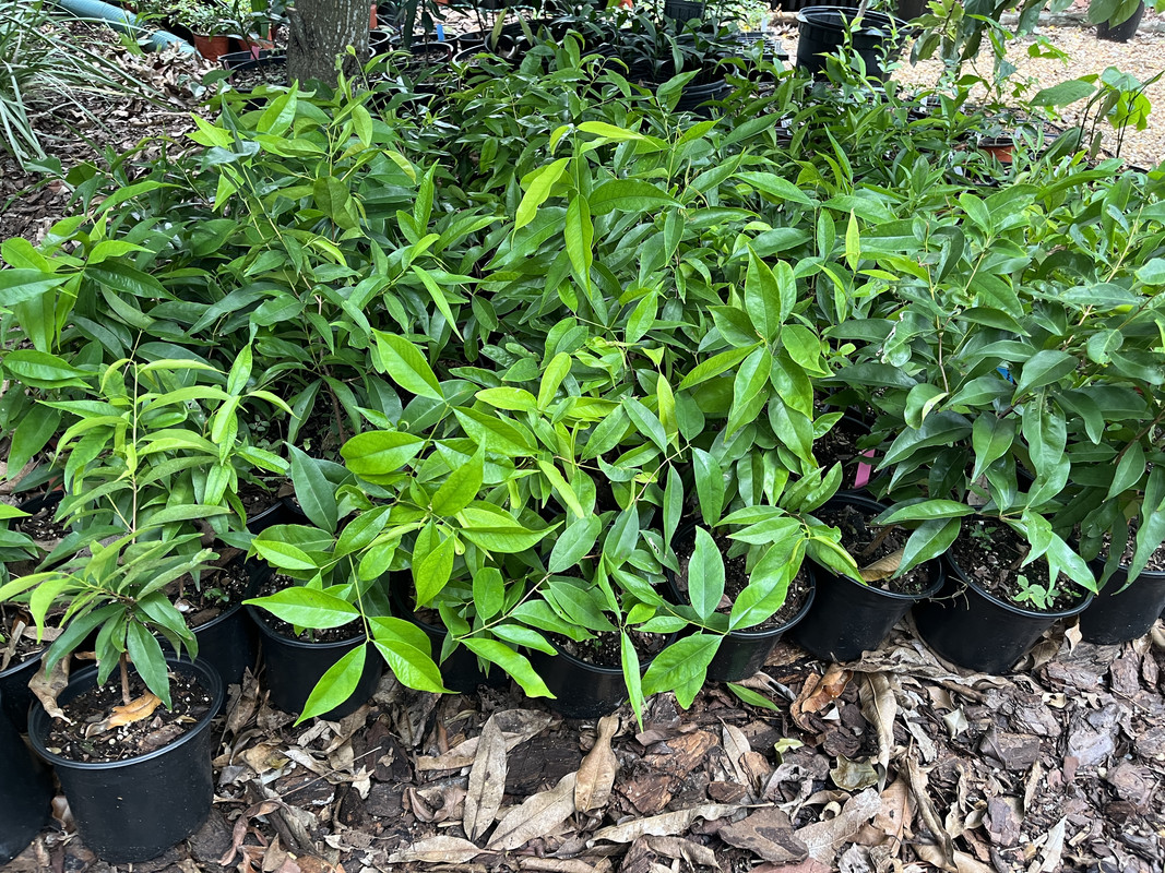 974F3E51-425A-461C-A3F6-972AFD347744