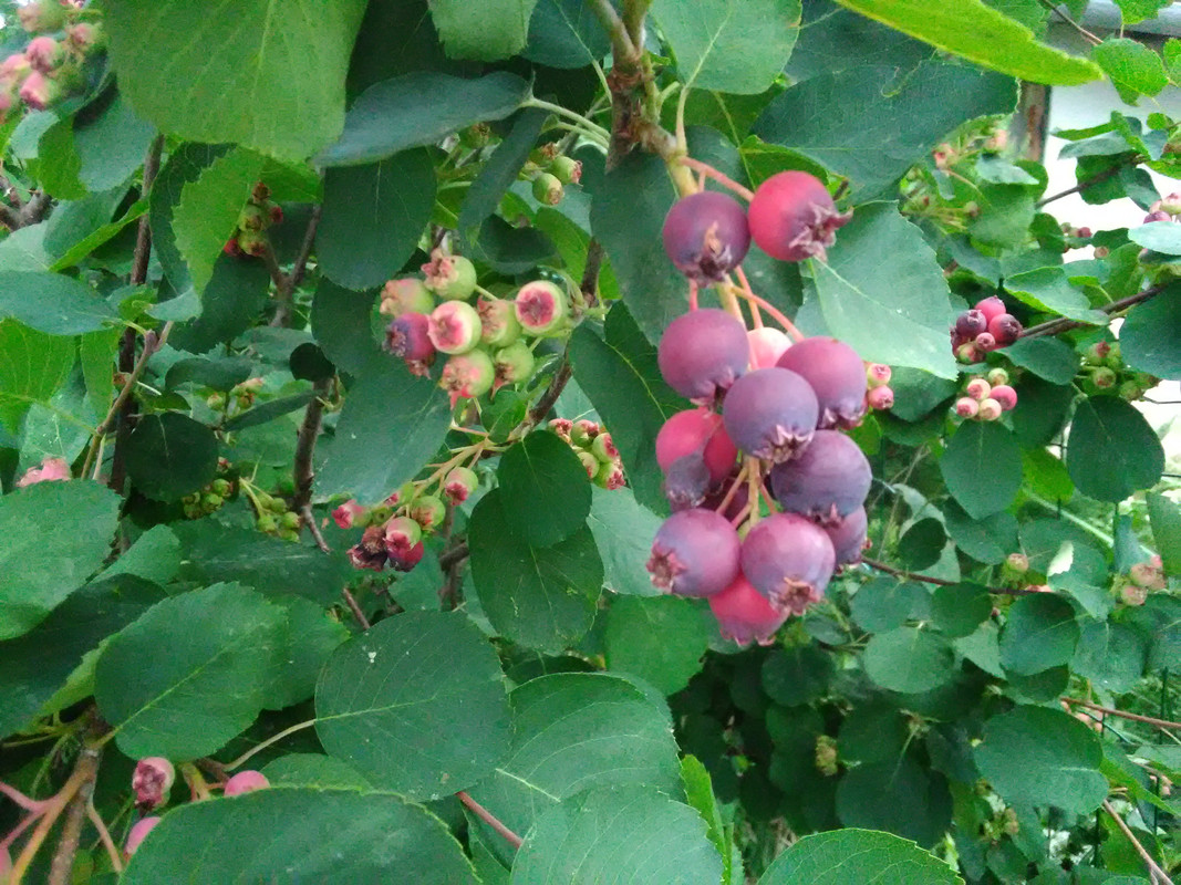 Img 20240516 114820 Postimages