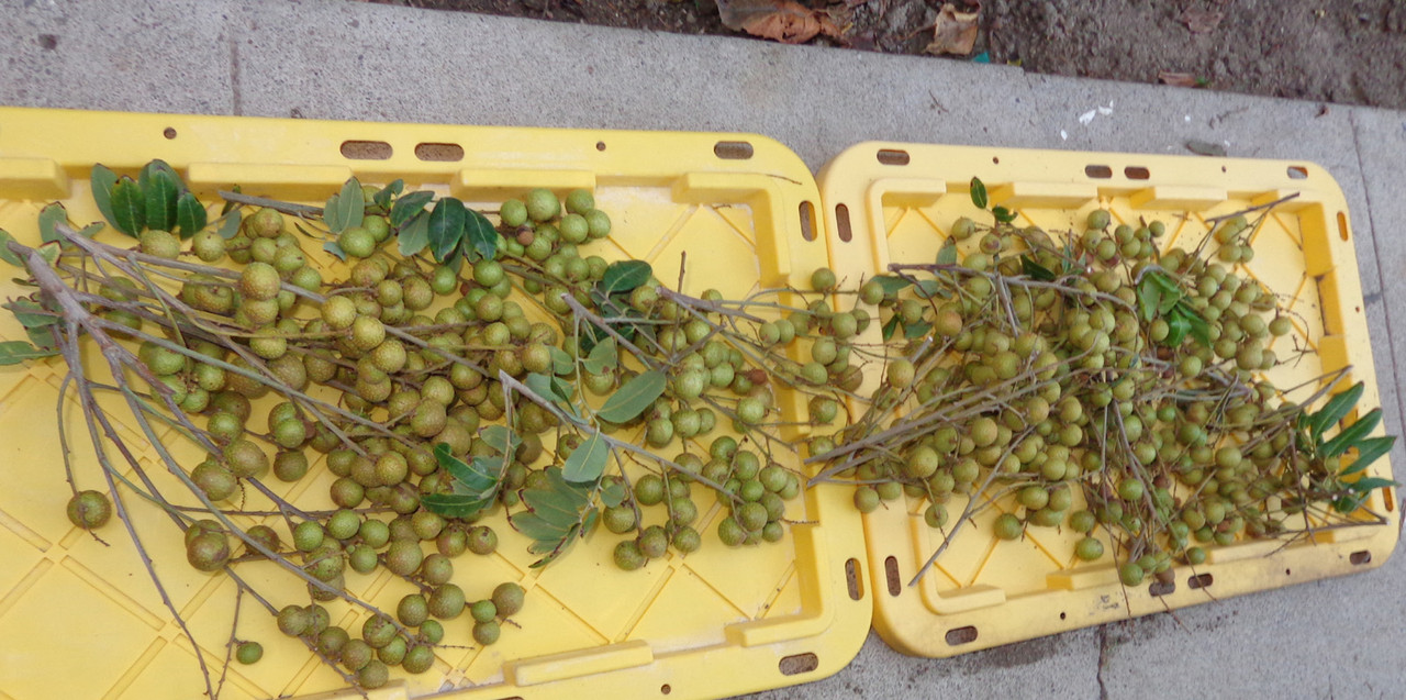 Kohala-Pic7(9-13-22)