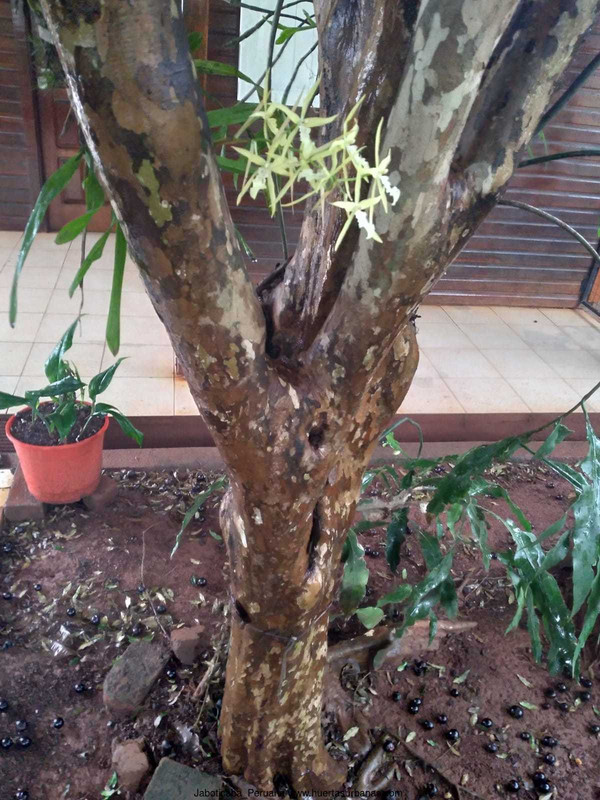 Huertasurbanas_com-tronco_jaboticaba_peruana2.jpeg-20211010_101106Jaboticaba_Peruana