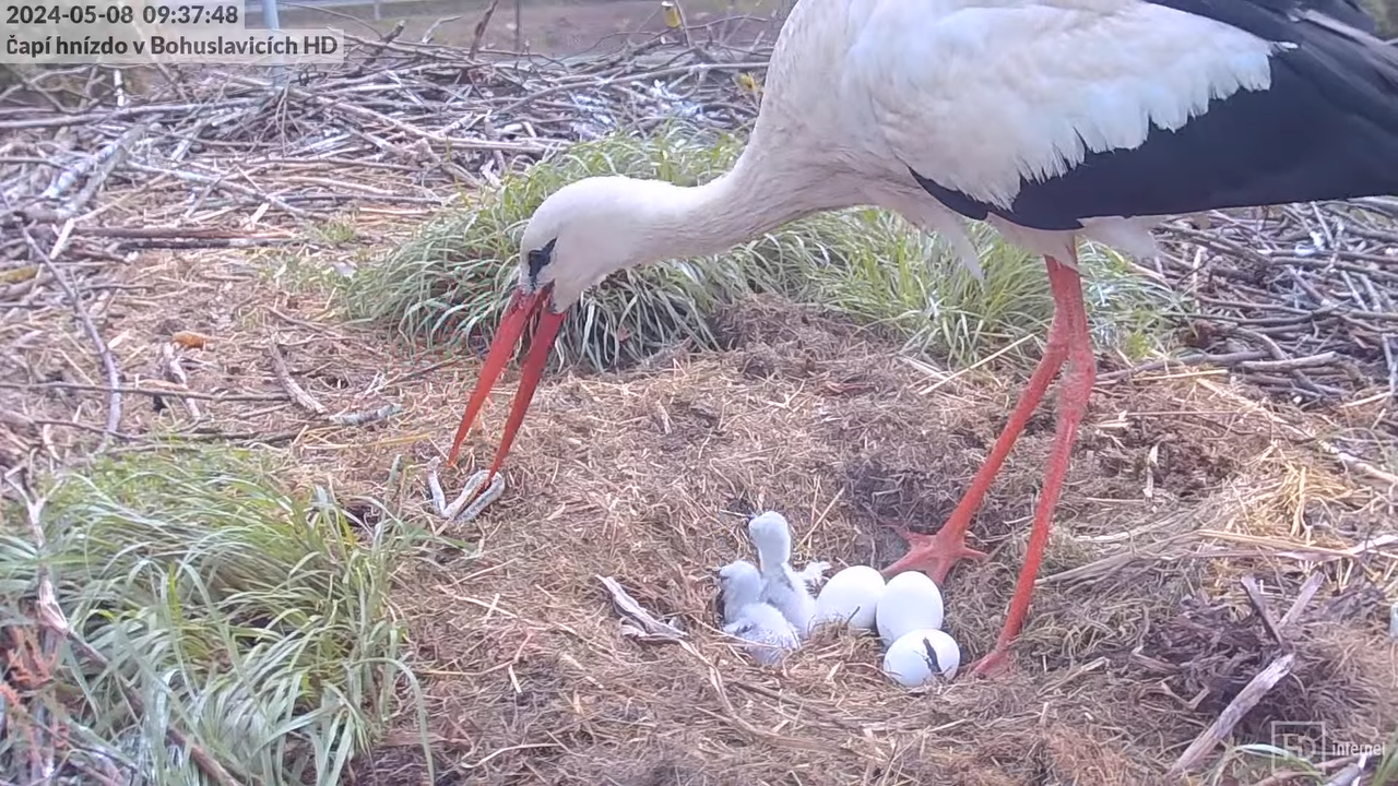 Živě z čapího komína v Bohuslavicích u Trutnova v HD 4-32-50 screenshot