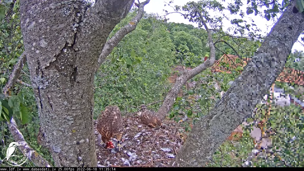 Vistu vanags (Accipiter gentilis) Rīgā - LDF tiešraide __ Goshawks, Riga, Latvia 1-31-39 screenshot