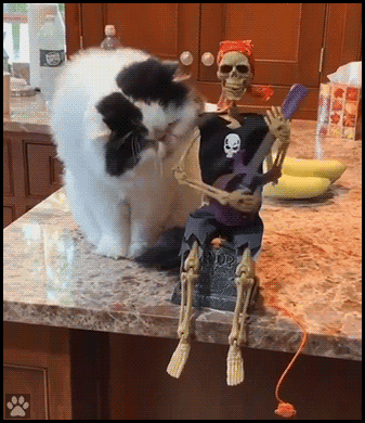 Funny-Cat-GIF-Naughty-cat-wants-to-eat-Halloween-skeleton-He-thinks-there-is-still-a-bit-of-flesh.gif