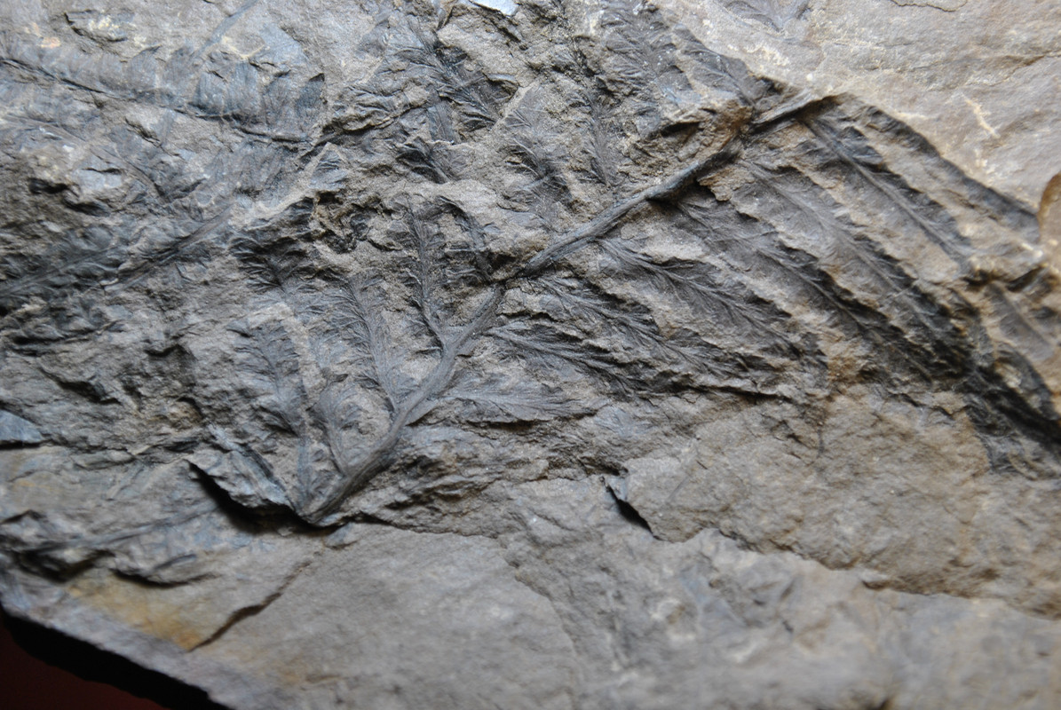 Corynepteris Baily , 1860 . DSC-0664
