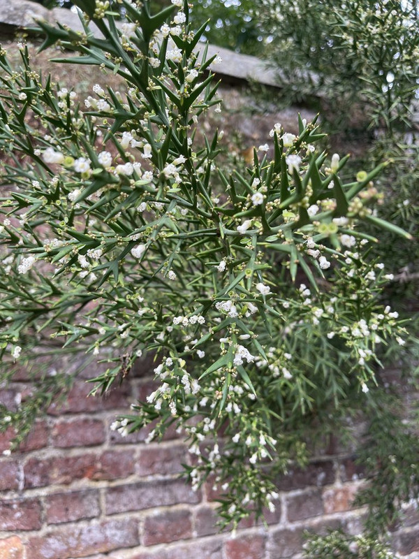 IMG_8961