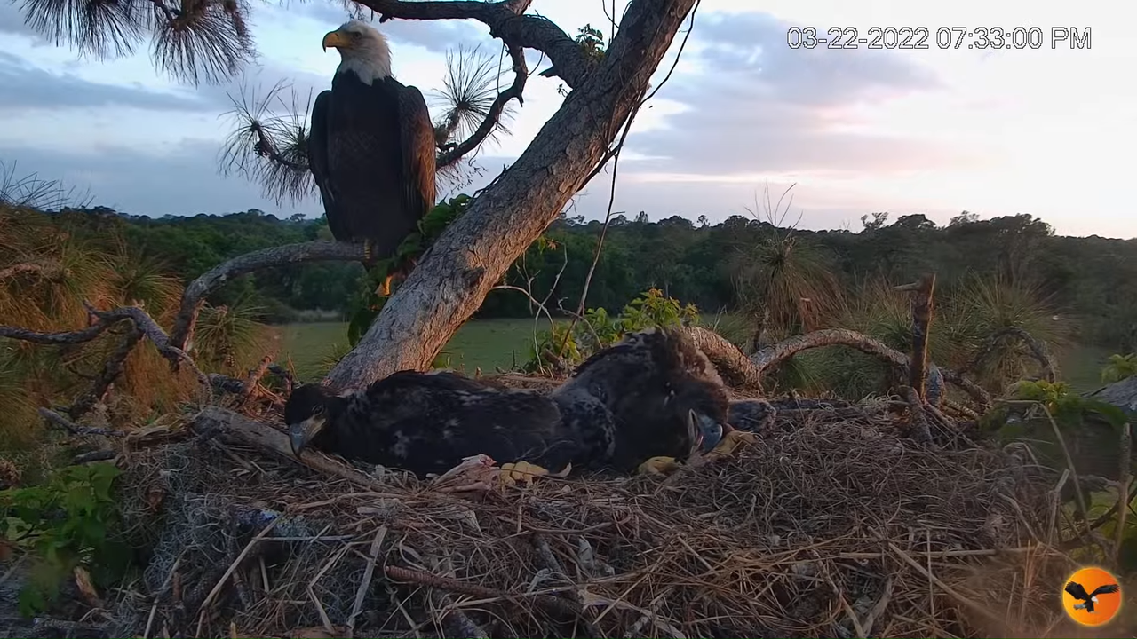 EC Nest Cam 2-50-14 screenshot (1)