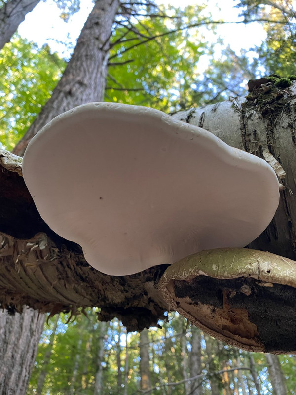 Spring Edible mushroom thread, share you mushroom pictures - Spring ...