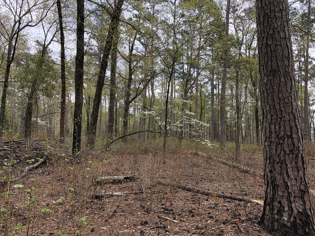Croatan-National-Forest-3-31-20.jpg