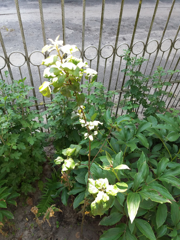 20170710_114442