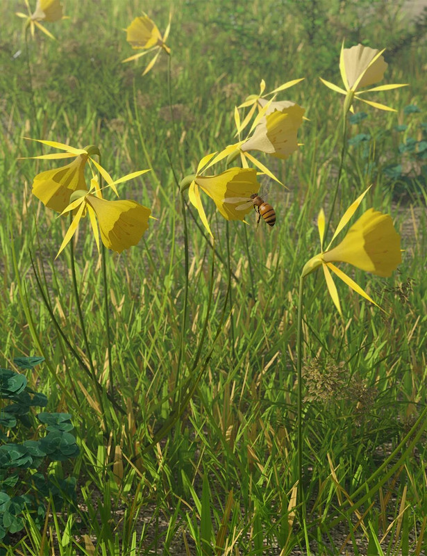 tinyplantshooppetticoatdaffodils00maindaz3d