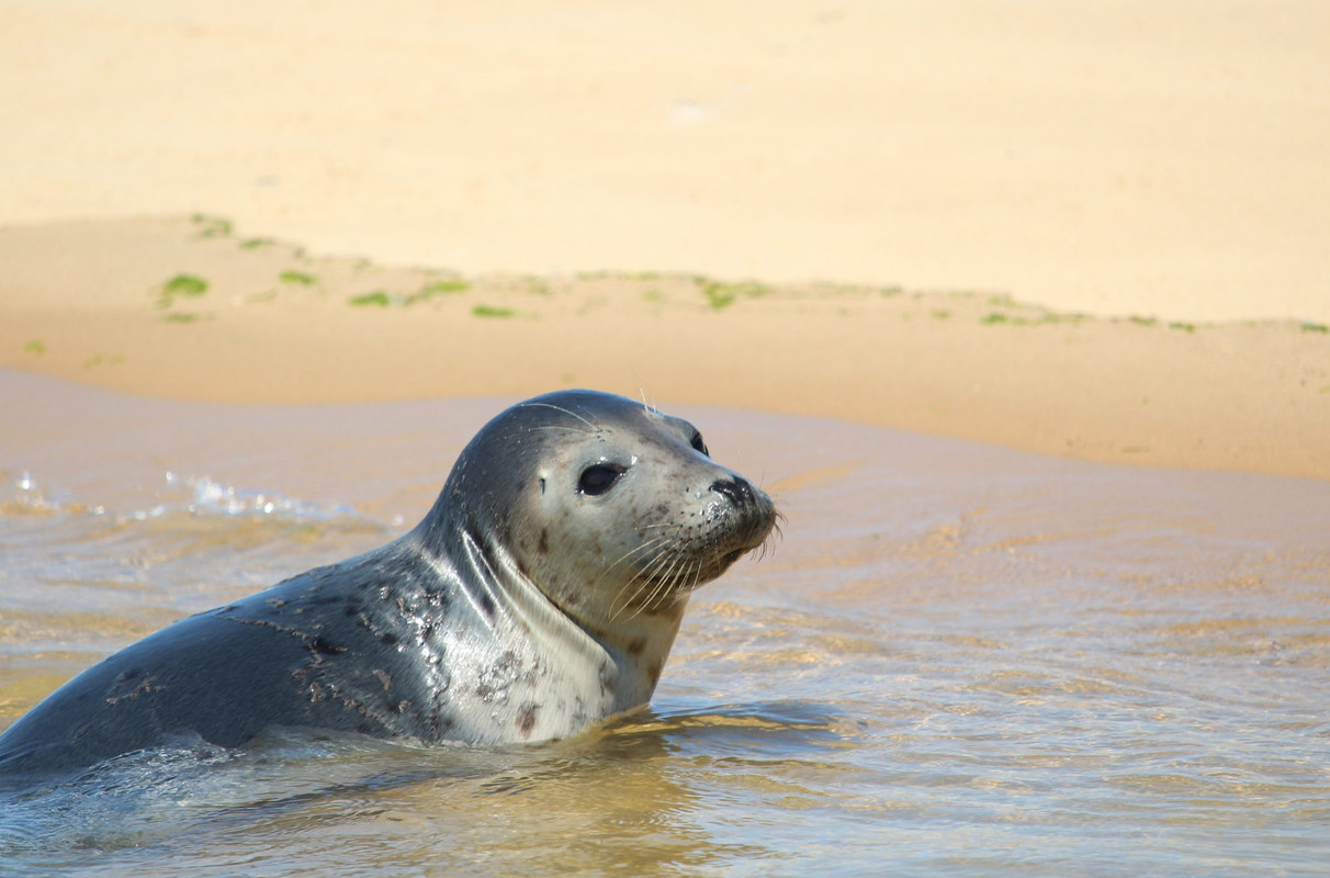 greysealpupblakenypoint.jpg
