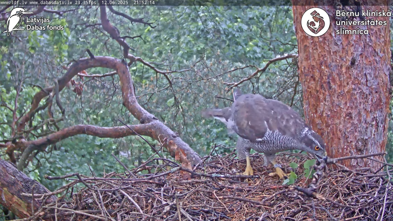 Vistu vanags (Accipiter gentilis) BKUS teritorijā – 2. ligzda 13-1-34 screenshot
