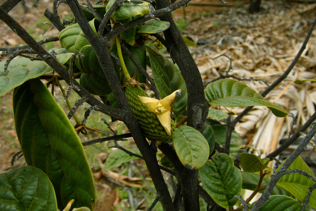 Annona (Raimondia)conica