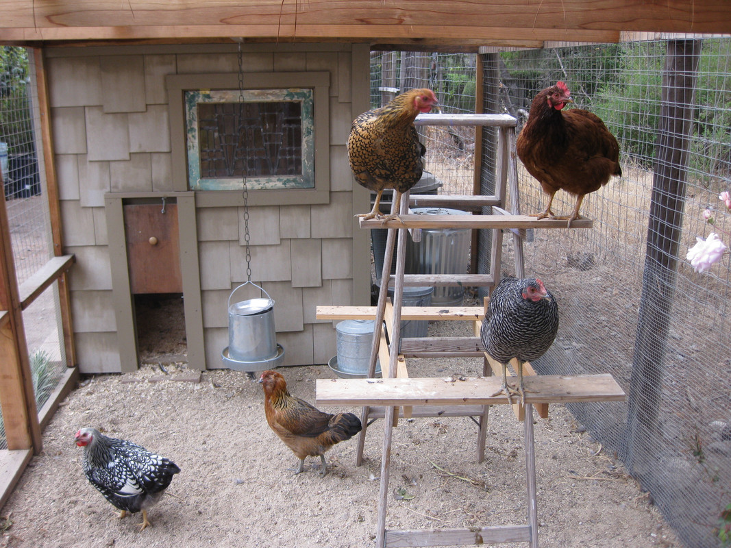 [Image: chicken-coop-ladder-design-2-floor-space...design.jpg]