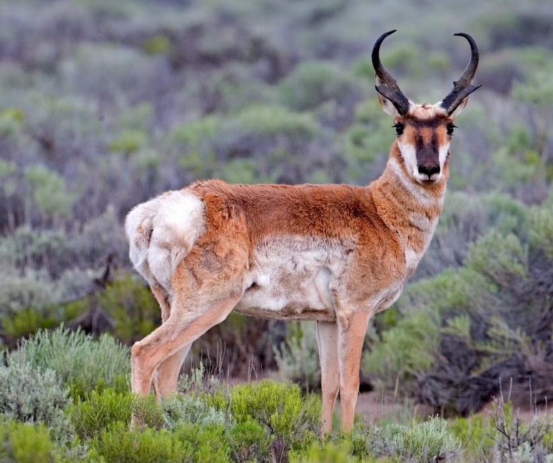 the wikipedia photo for a pronghorn