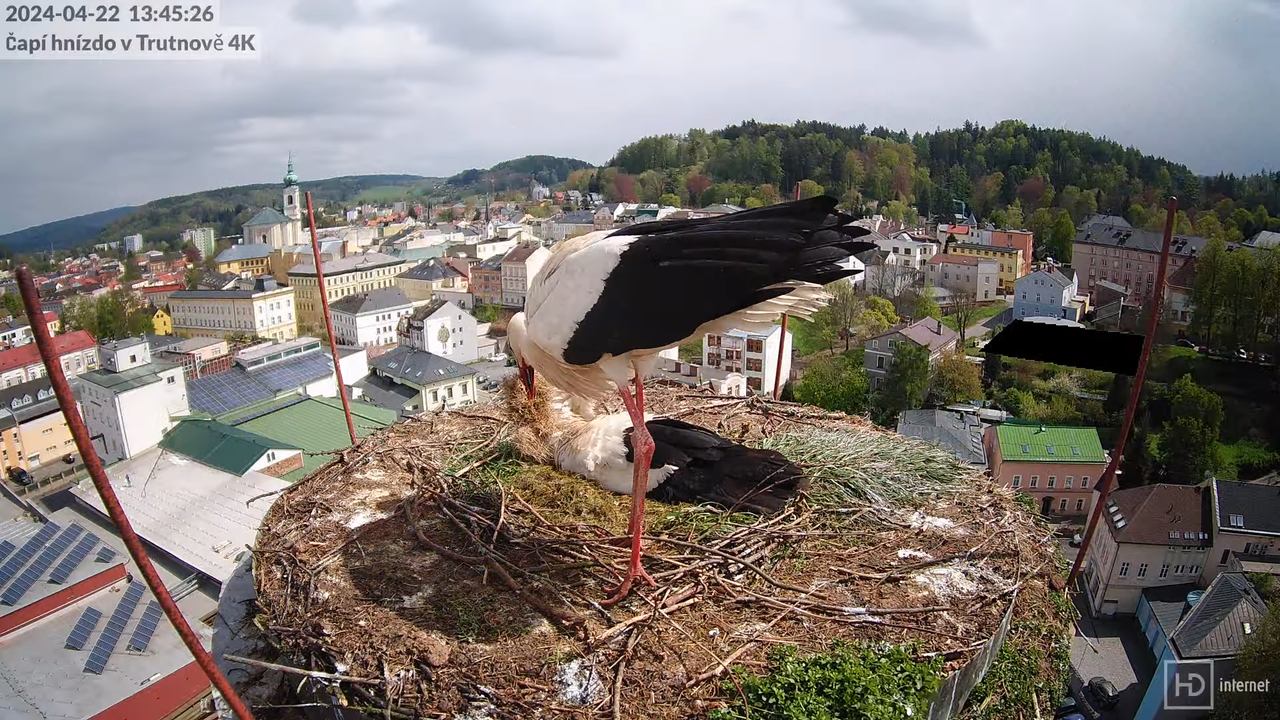 Tiešraidē no stārķa ligzdas uz alus darītavas skursteņa Trutnovā 12-31-46 screenshot