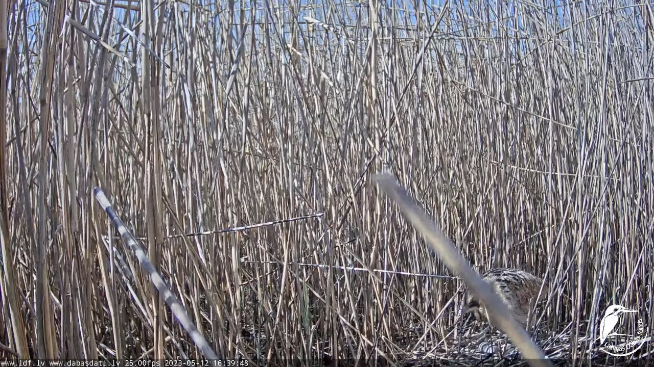 Lielais dumpis (Botaurus stellaris) Engurē - LDF tiešraide 9-18-18 screenshot