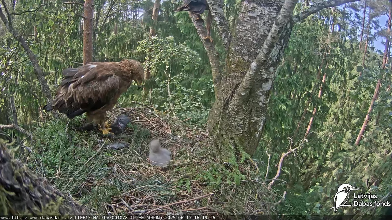 Mazais ērglis (Clanga pomarina), ligzda bērzā 10-12-1 screenshot