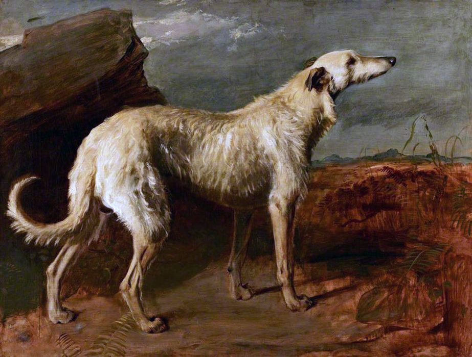 Thomas_Duncan-Braan_a_Celebrated_Scottish_Deerhound_