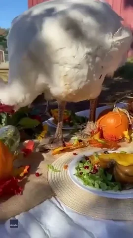 THANKSGIVING-TURKEY