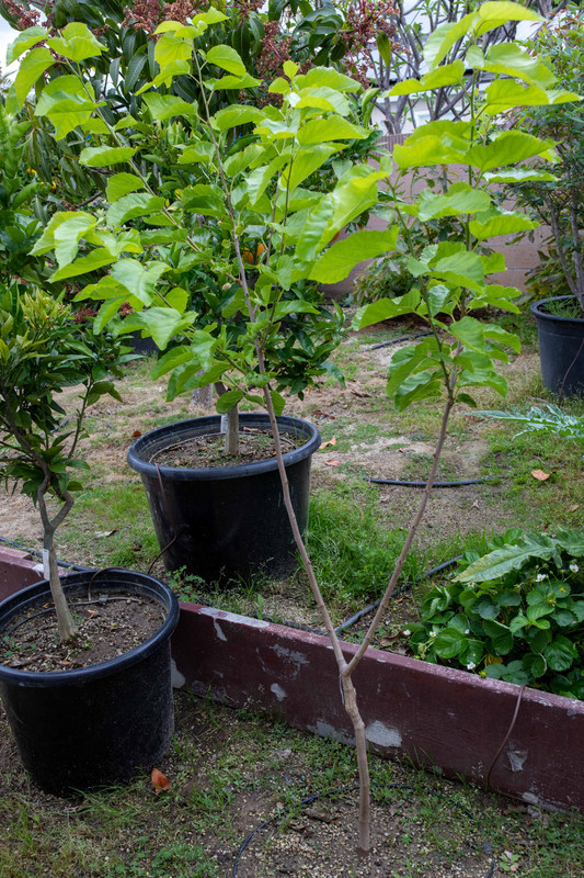 8U1A1745  Sangue E Latte Mulberry Tree with New Growth (6-12-2023)