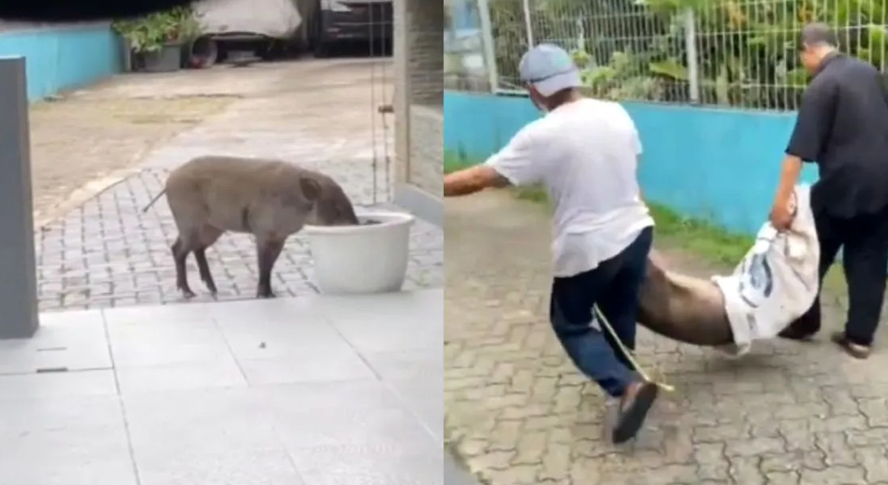 Heboh! Babi Berkeliaran di Jakarta, Begini Tanggapan Instansi Terkait