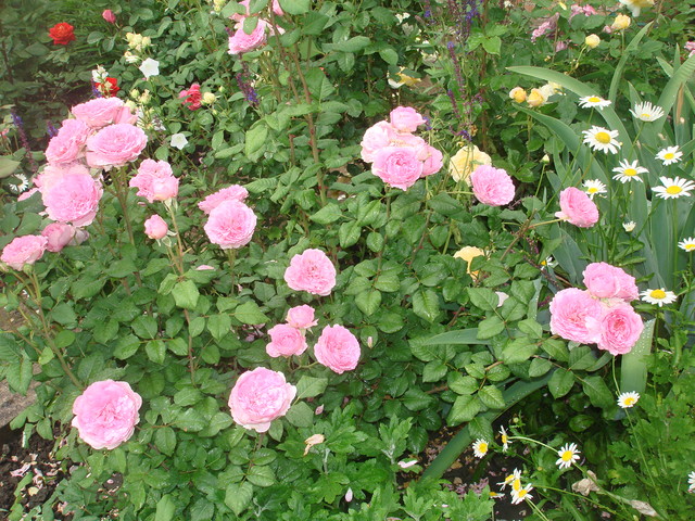 DSC01350