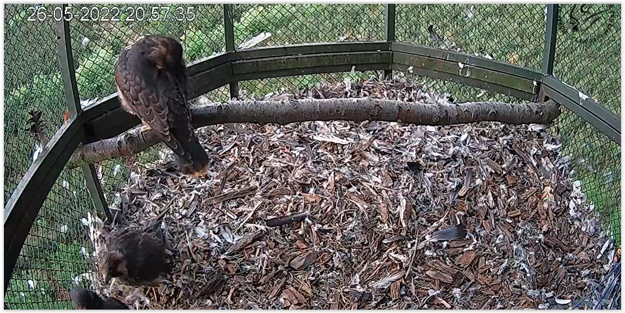 Screen Shot 05-26-22 at 08.58 PM