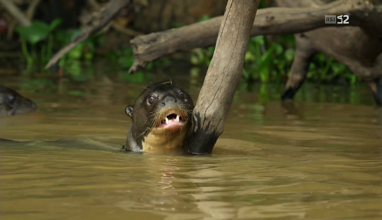 vlcsnap-2017-04-05-17h49m01s121