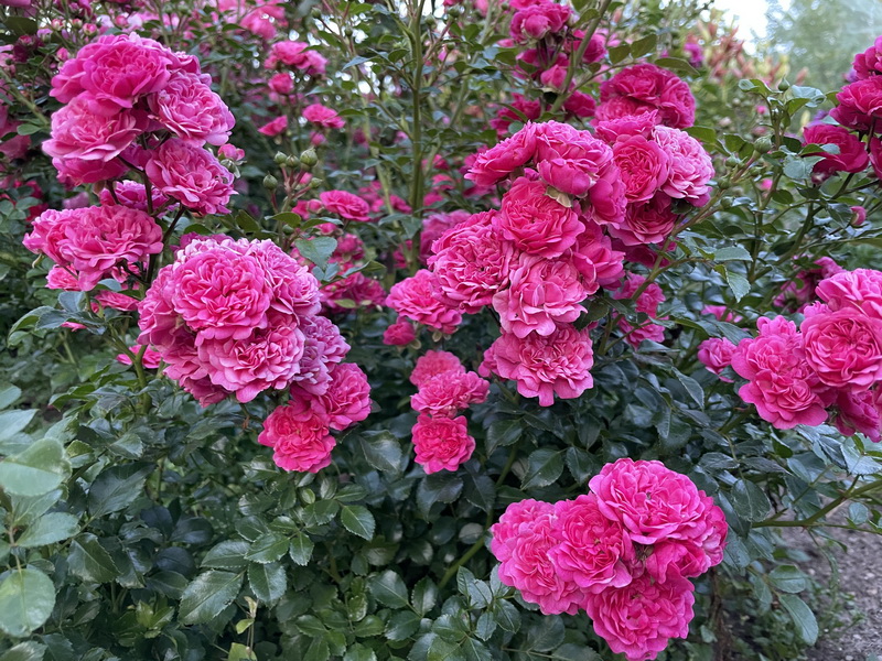 https://i.postimg.cc/SRfFQ19d/IMG-6551.jpg