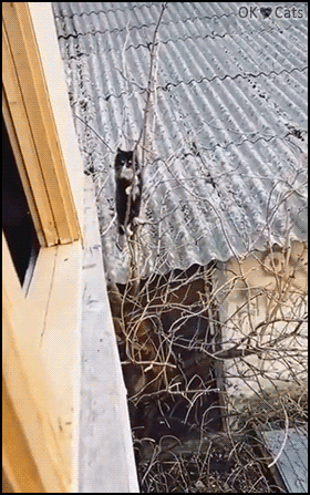 Amazing-Cat-GIF-Ninja-cat-cat-climbing-on-wall-No-impurrssible-mission-for-cats-because-CLAWS-ca.gif