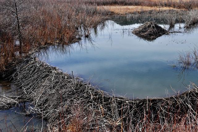beaver-dam.jpg