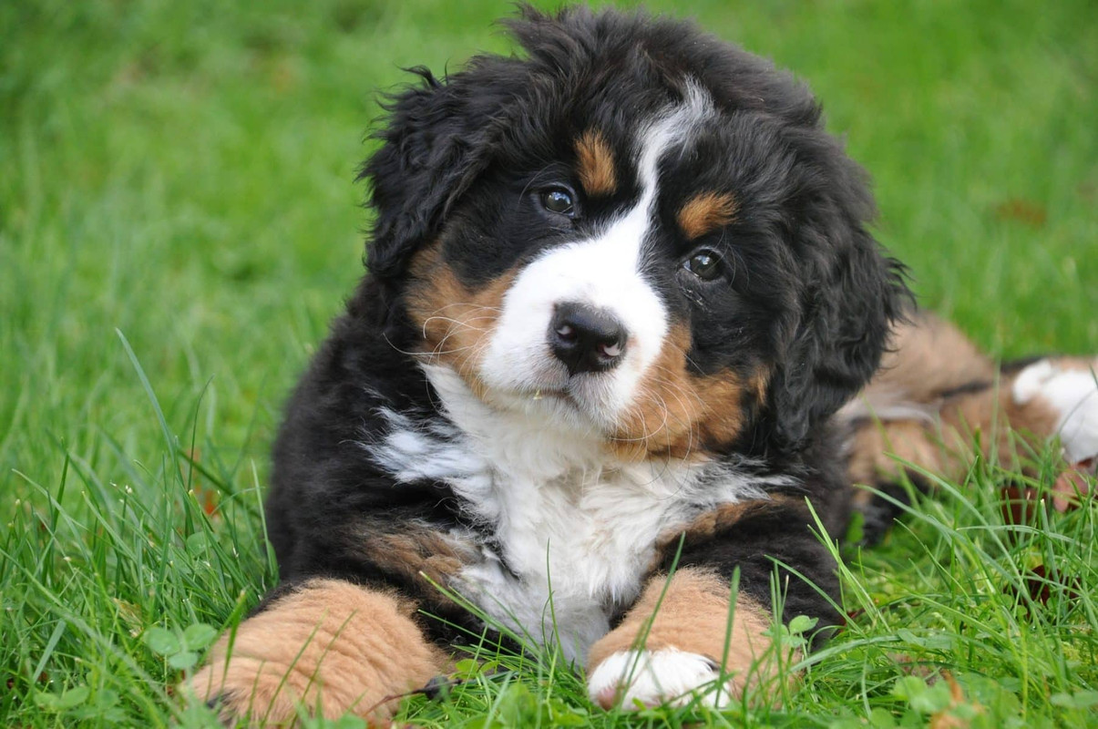 bernese-mountain-dog-1177074-1920