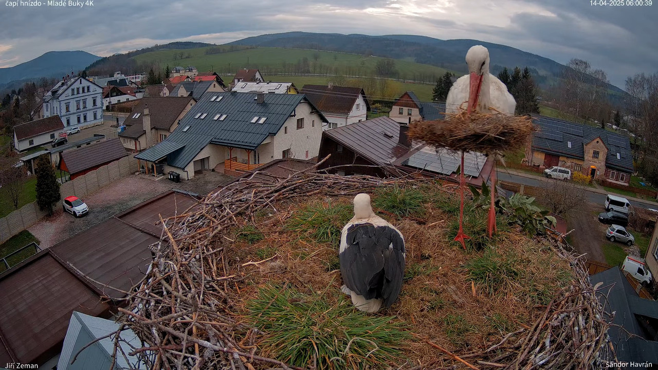 Tiešraides kamera — Mladé Buky — stārķa ligzda 4K 9-11-4 screenshot