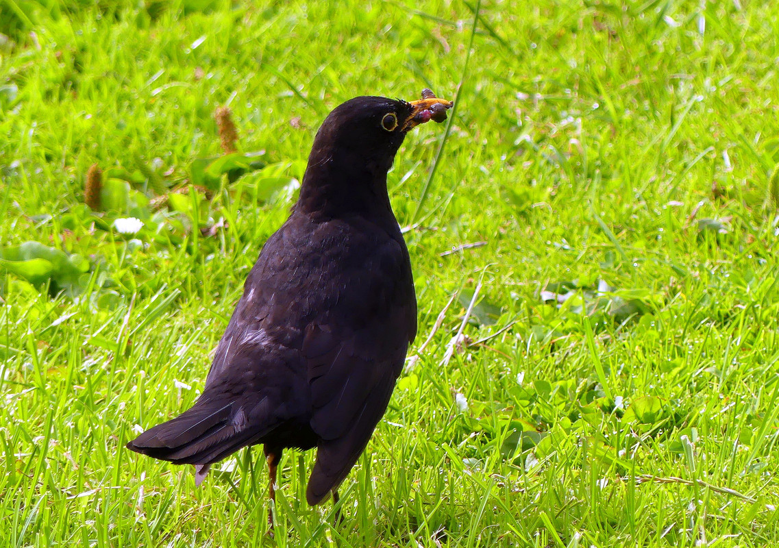 BLACKBIRD 5 230724
