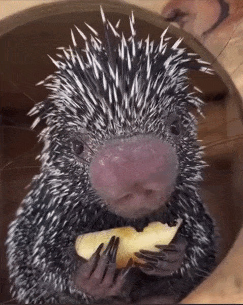 porcupine-2.gif