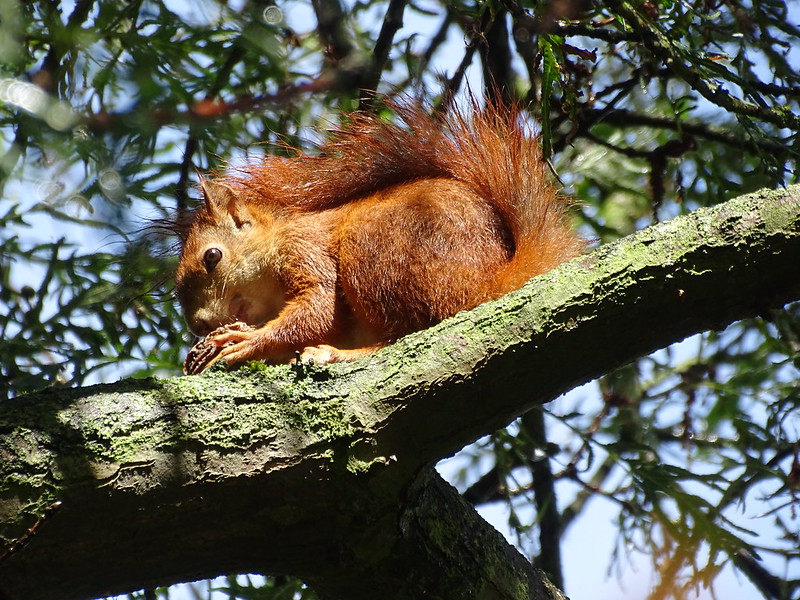 orange-red-squirrel.jpg