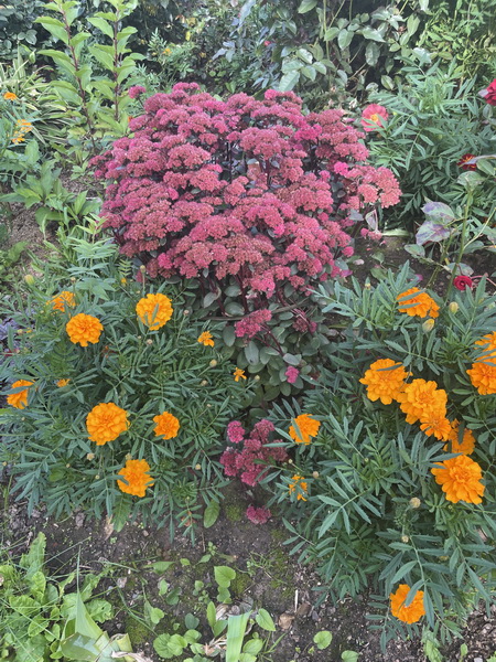 https://i.postimg.cc/SRhrRLT2/IMG-9585.jpg