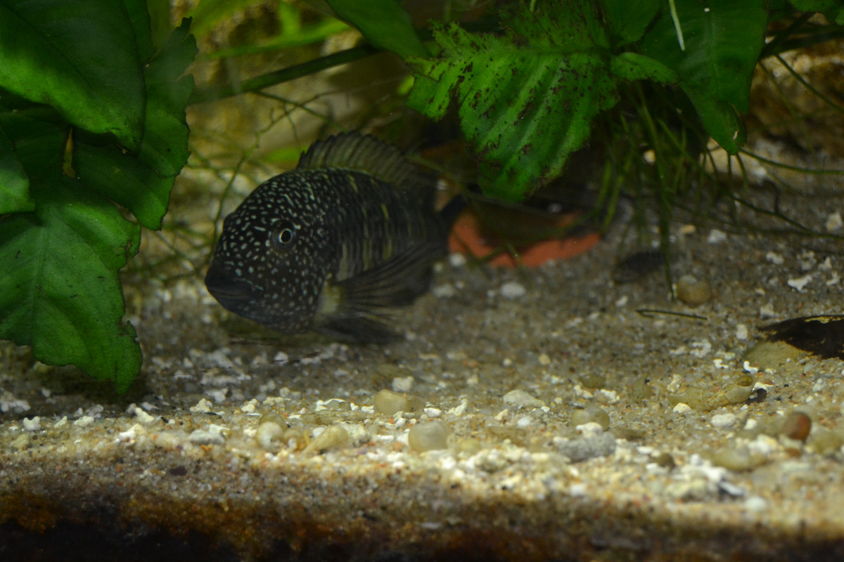 Murago femelle bébés 9