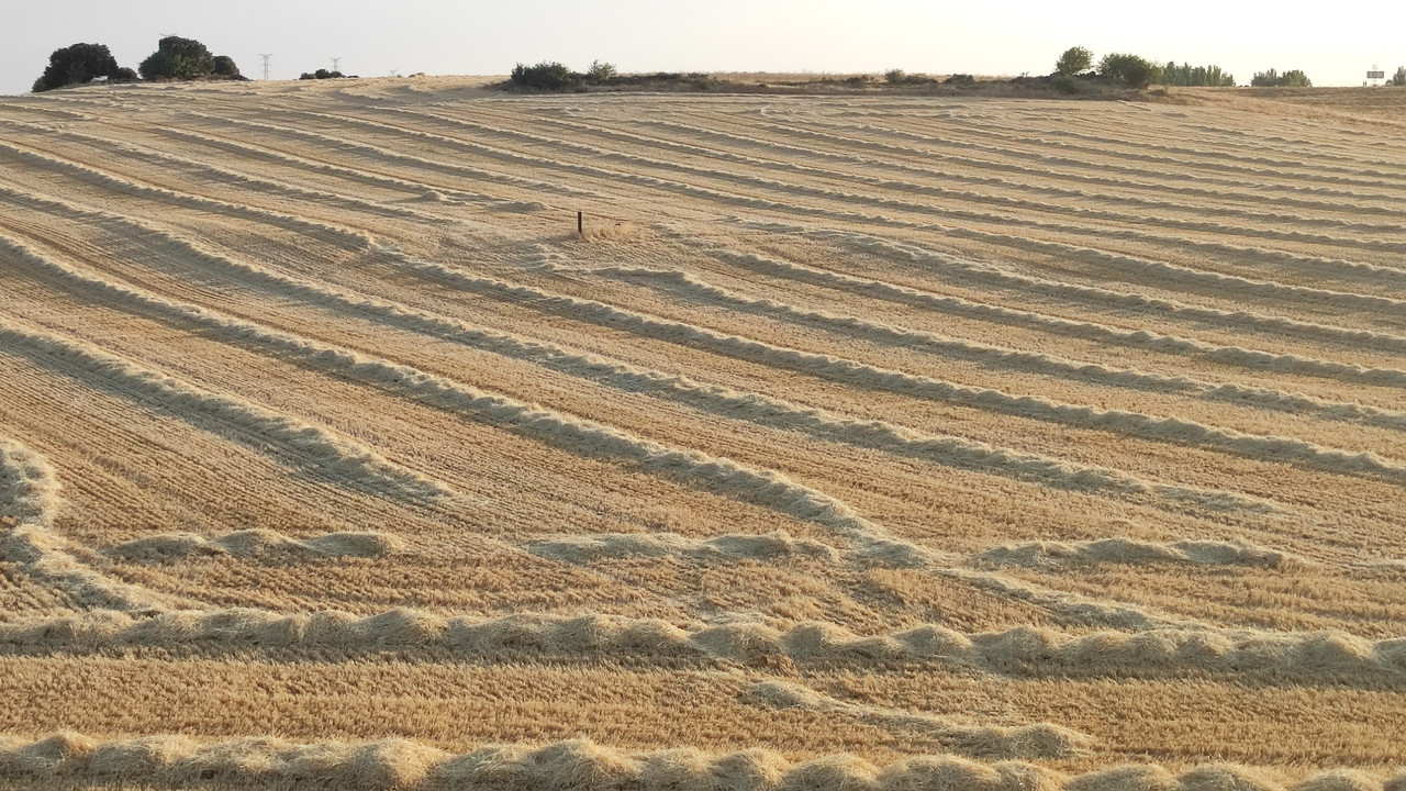 Campos de Lavanda alternativos a Brihuega - Castilla - Foro Castilla la Mancha